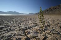 Life in Death Valley